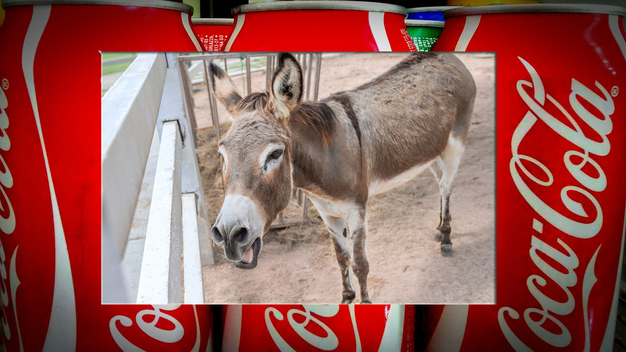 Rămas orfan, măgărușul Joey a refuzat să mai mănânce. Veterinarii l-au salvat cu 24 de litri de COLA