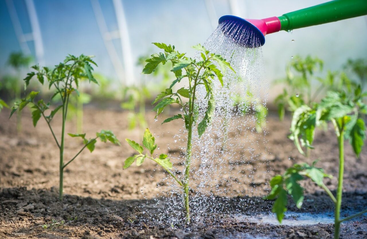 Cu ce stropești răsadurile de ROȘII pentru a le proteja de dăunători? Soluția BIO din 3 ingrediente care îți menține o recolta de calitate