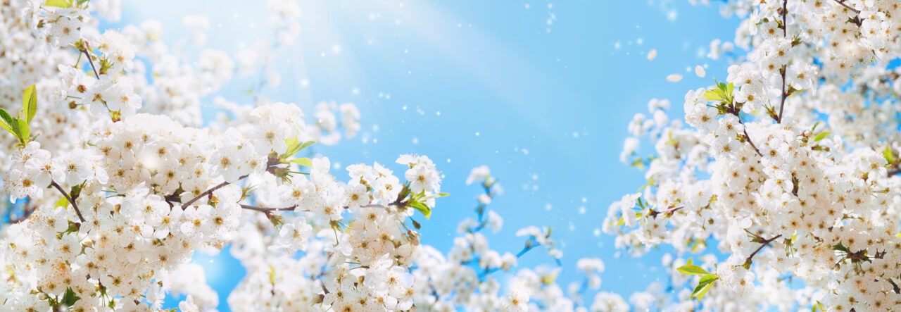 Vremea se schimbă radical! Temperaturi de mai în luna februarie. Prognoza meteo până la începutul lunii martie