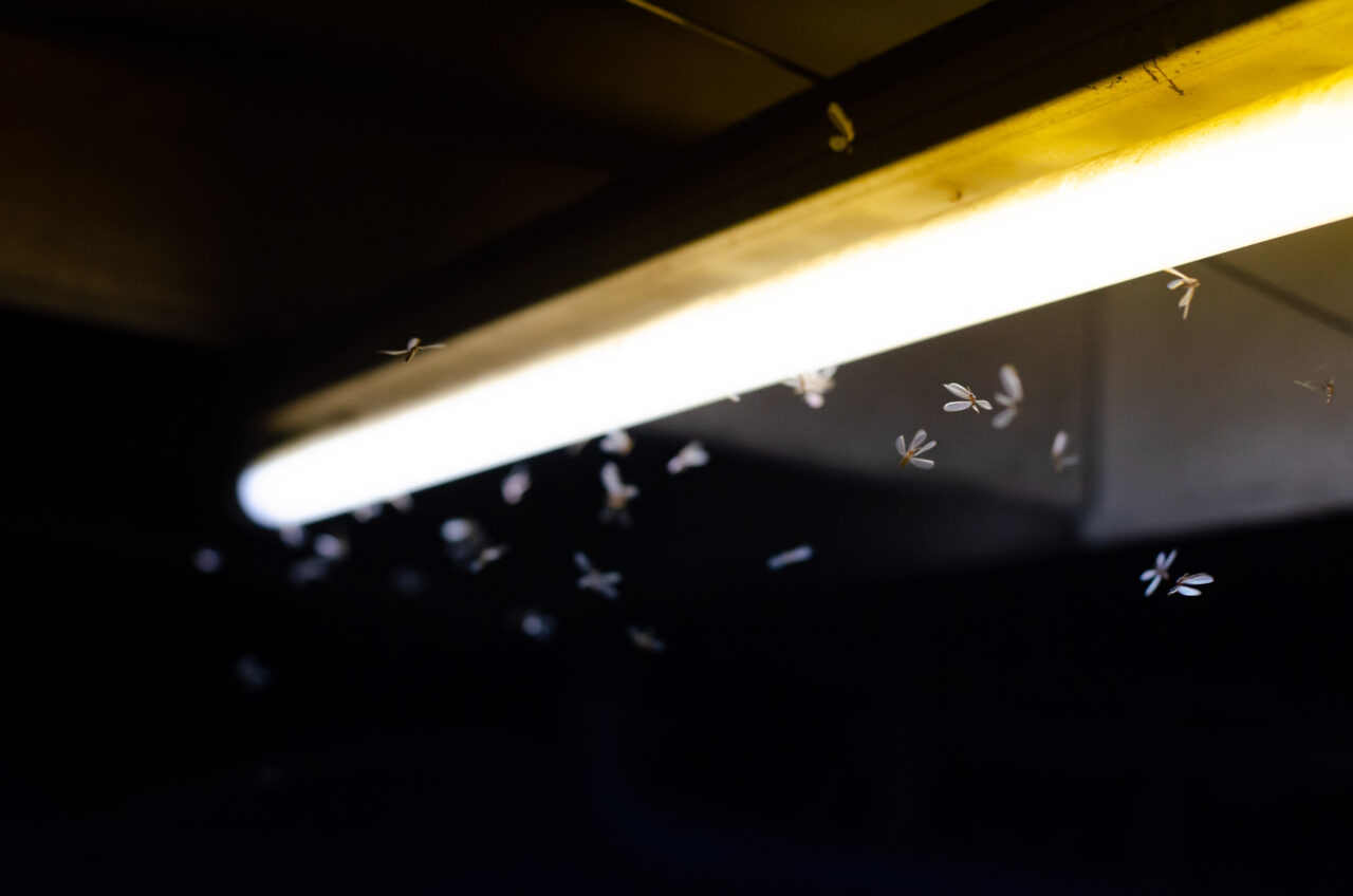 De ce sunt insectele sunt atrase de luminile puternice