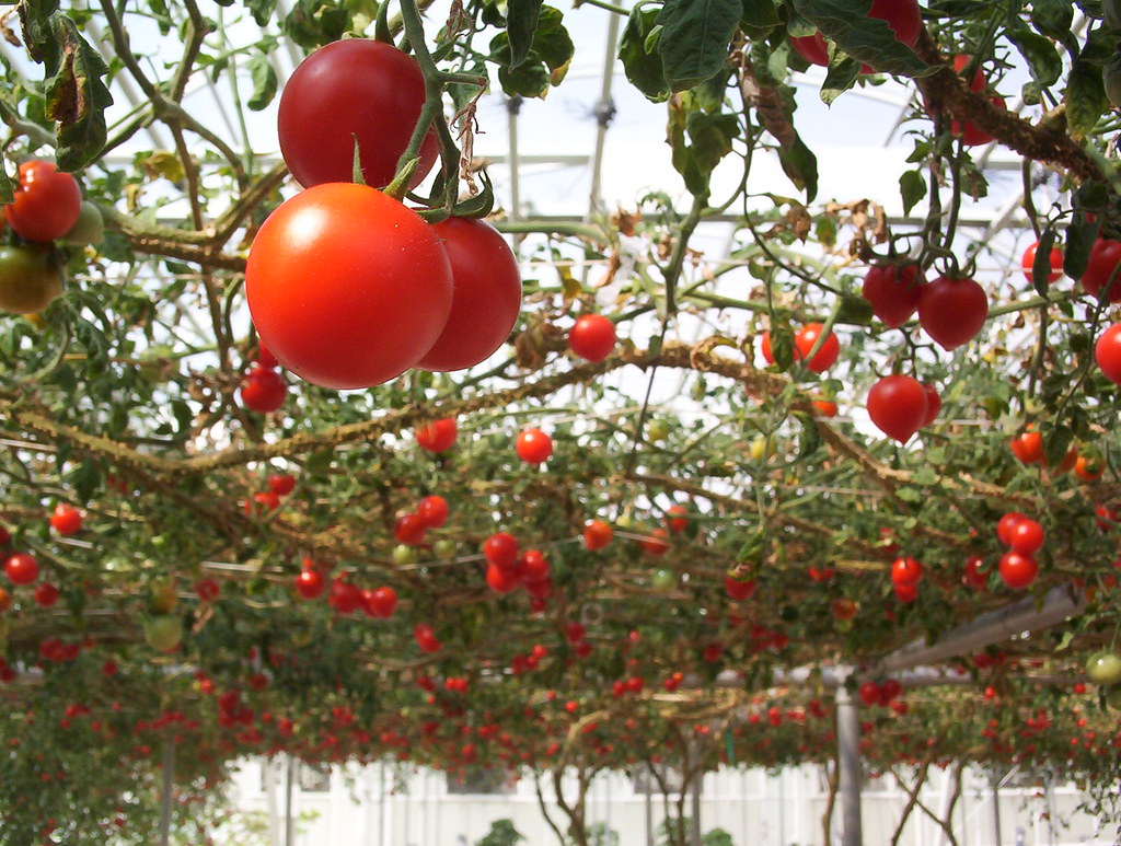 Primele ROȘII românești, producție 2024, vor fi livrate în piețe. Cât costă un kilogram de tomate / Încălzirea solariilor, 2500 de lei/zi!