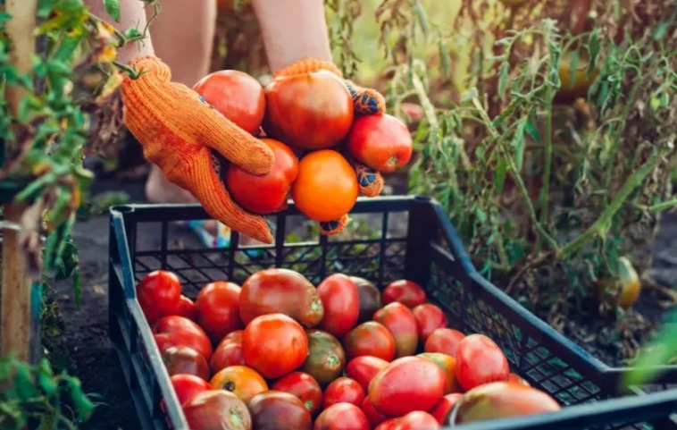 Descinderi în Dâmbovița. Producători locali bănuiți că au PĂCĂLIT statul pentru a beneficia de banii din Programul Tomata