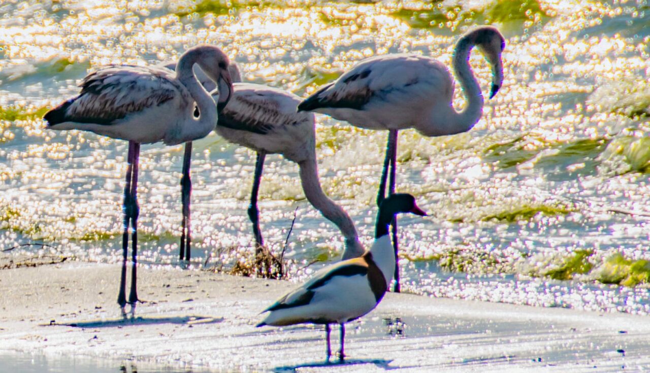 Imagini de poveste în România! Păsări Flamingo, plimbându-se agale pe malul lacului
