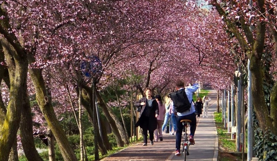 Într-un mare oraș din România au ÎNFLORIT deja cireșii japonezi. „Vinovată” este vremea mai caldă decât normalul perioadei