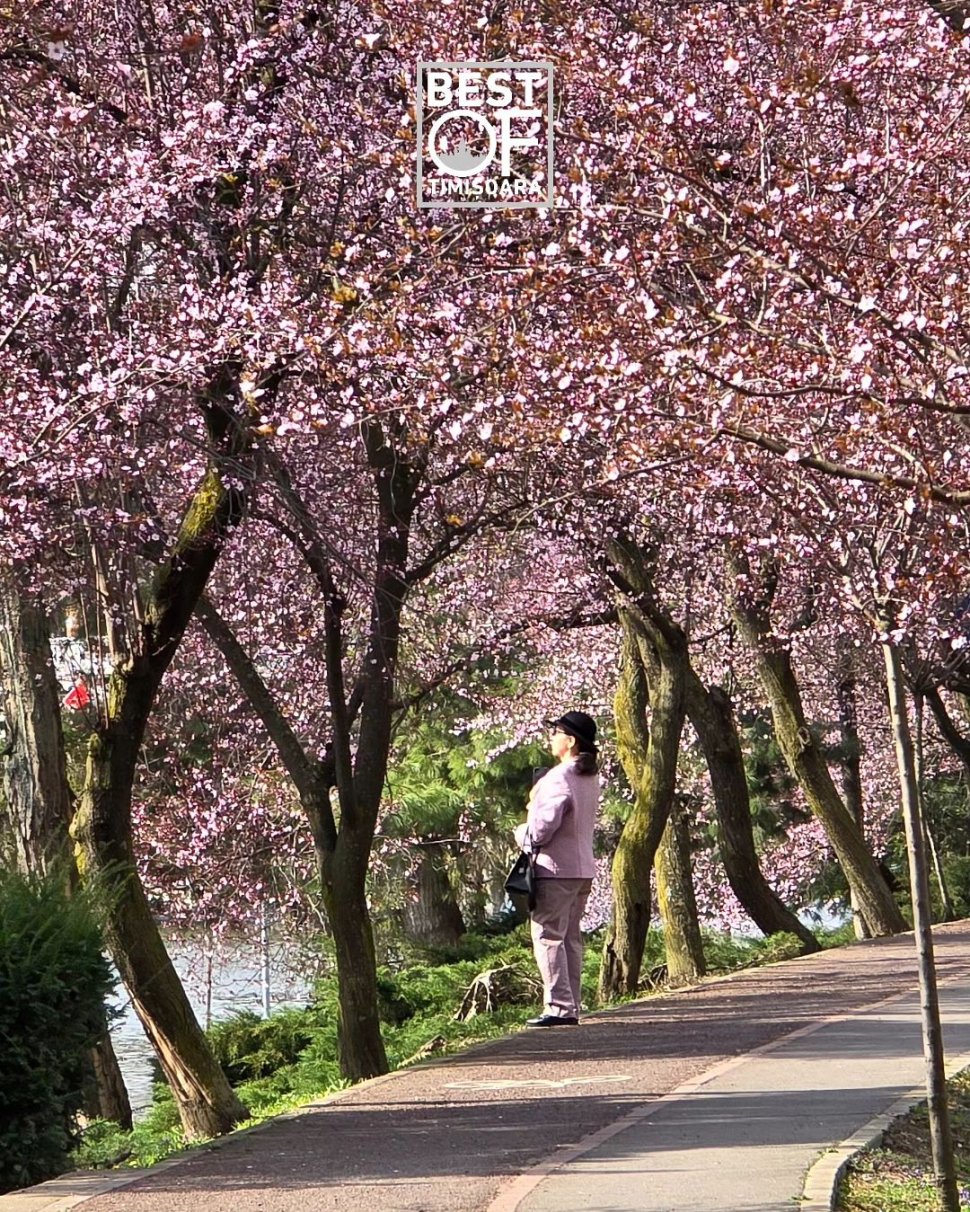 Satul din România RENUMIT pentru migdalii înfloriți asemănători cireșilor din Japonia