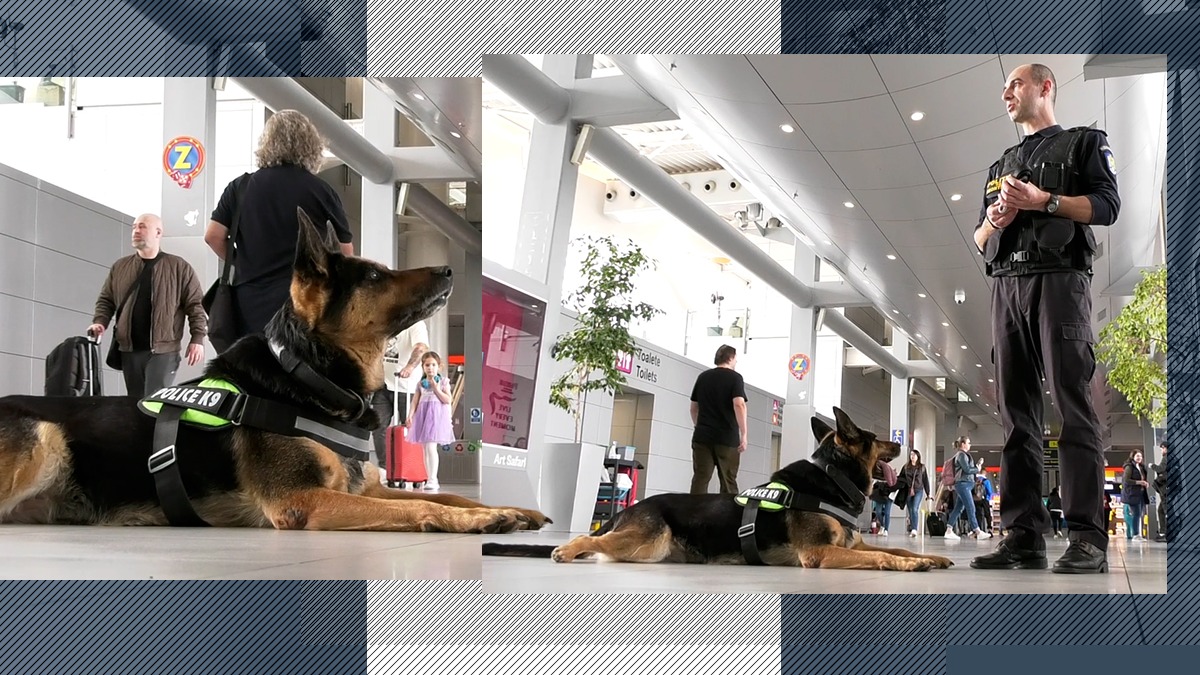 Ciobănescul german Sonya caută DROGURI în aeroport / AIR Schengen aduce măsuri sporite de securitate