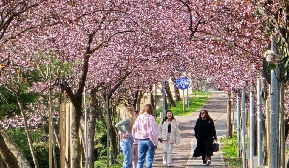 Imagini de poveste! Cireșii japonezi din Timișoara au înflorit mai devreme
