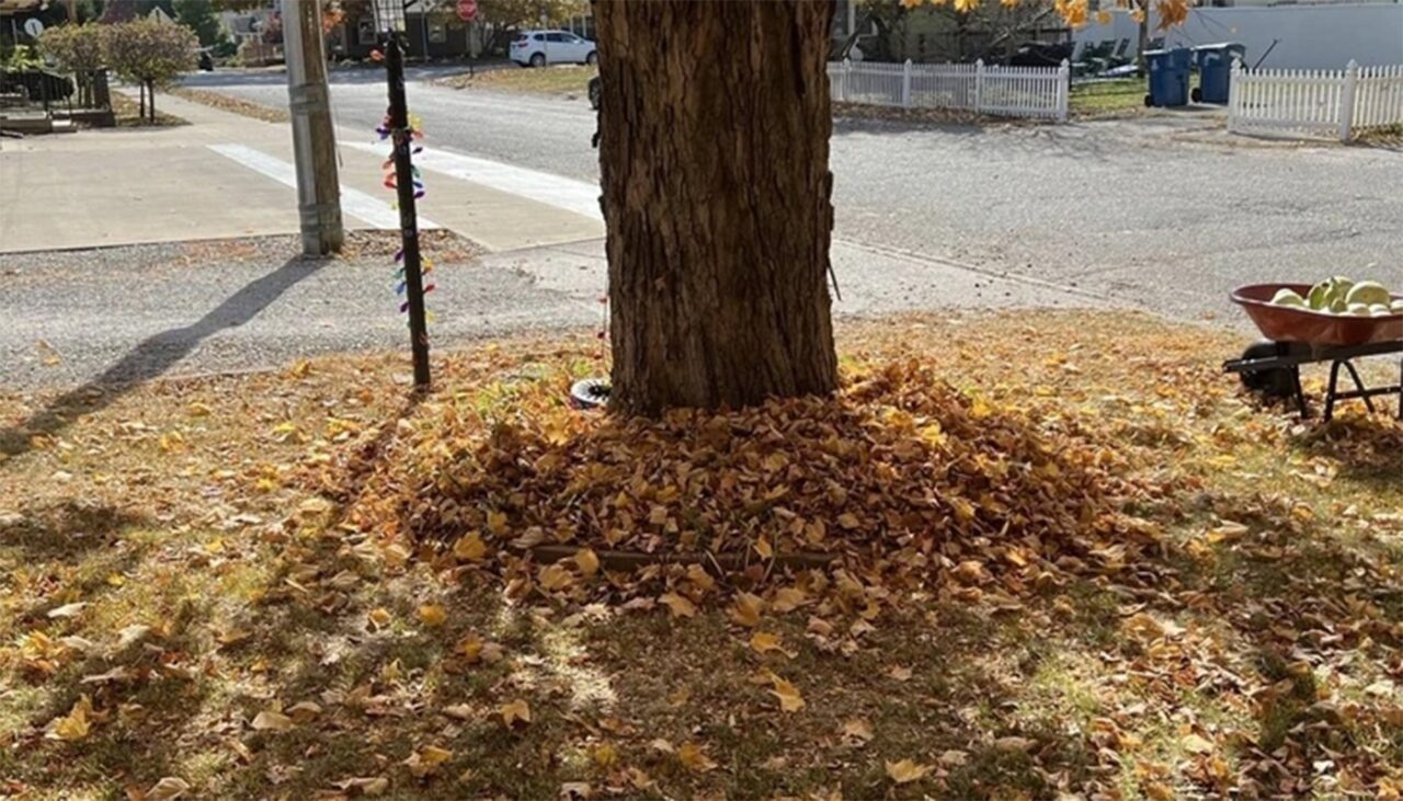 Iluzie optică virală exclusiv pentru genii | Unde se ascunde pisica?