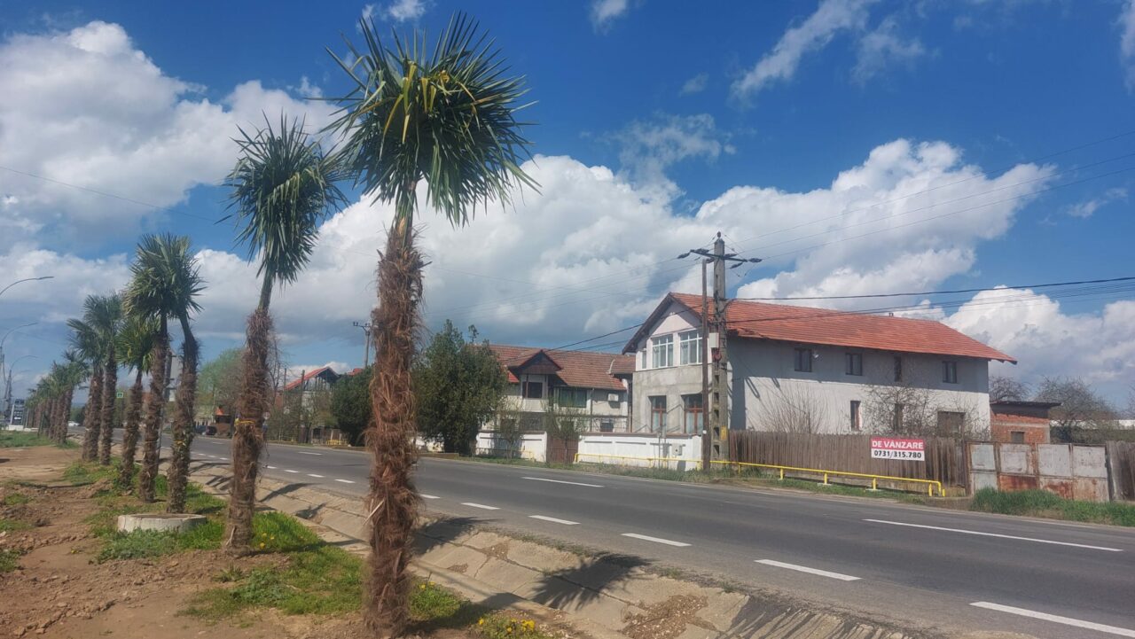 Transformare exotică într-un orășel din România. PALMIERI plantați pe străzi ca-n Tenerife