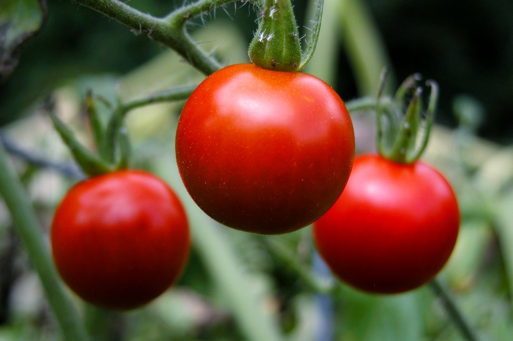 Cum sunt plantate roșiile adânc în pământ pentru a obține o RECOLTĂ bună