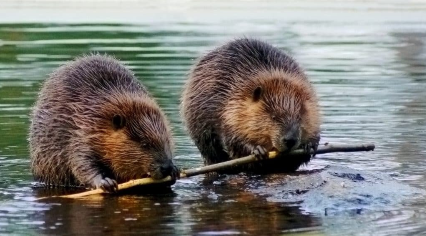 Castorii. Creaturi non grata sau „INGINERI” necesari pentru o stare mai bună a naturii?