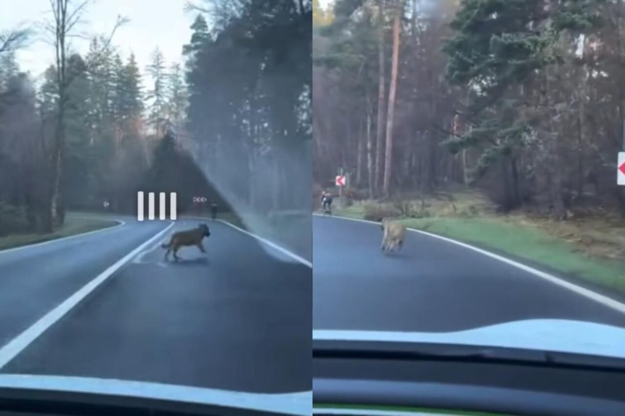 Un biciclist a trăit clipe de coșmar pe o stradă din Poiana Brașov după ce pe urmele sale se afla un LUP înfometat: „Aveţi grije că vine!”