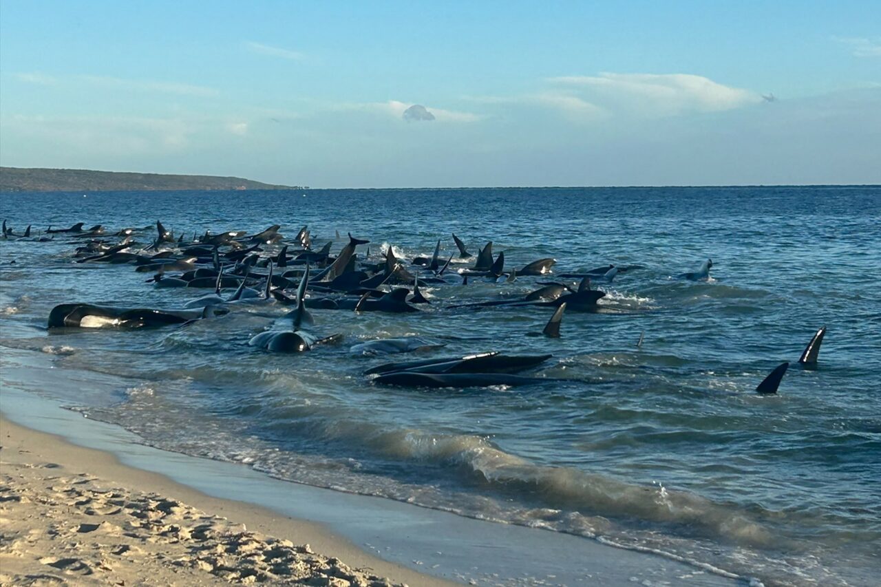 100 de balene-pilot, eșuate în largul coastelor Australiei! „Vom avea multe DECESE în orele următoare”