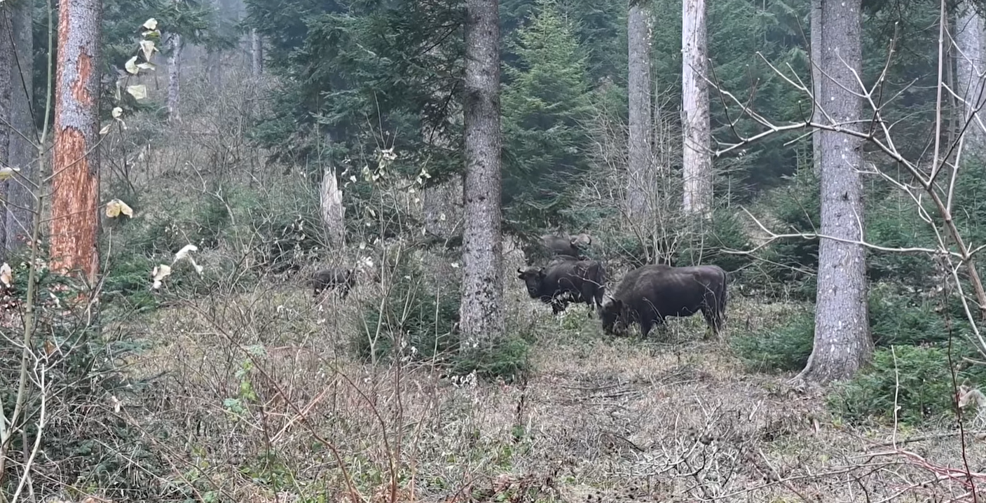 Imagini RARE cu zimbri care se hrănesc în Parcul Natural Vânători Neamţ