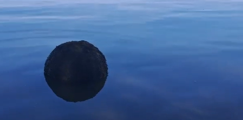 Posibilă MINĂ MARINĂ, descoperită pe braţul Chilia Veche. A fost activată echipa pirotehnică