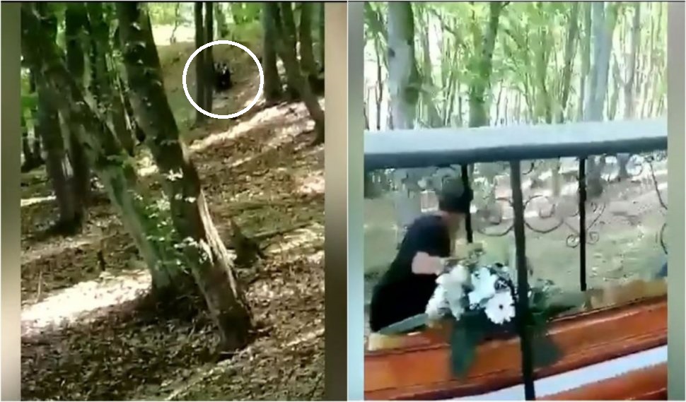 Cortegiu funerar din Mureș, fugărit de un URS venit din pădure. Nu e prima dată când animalul sălbatic dă târcoale zonei respective