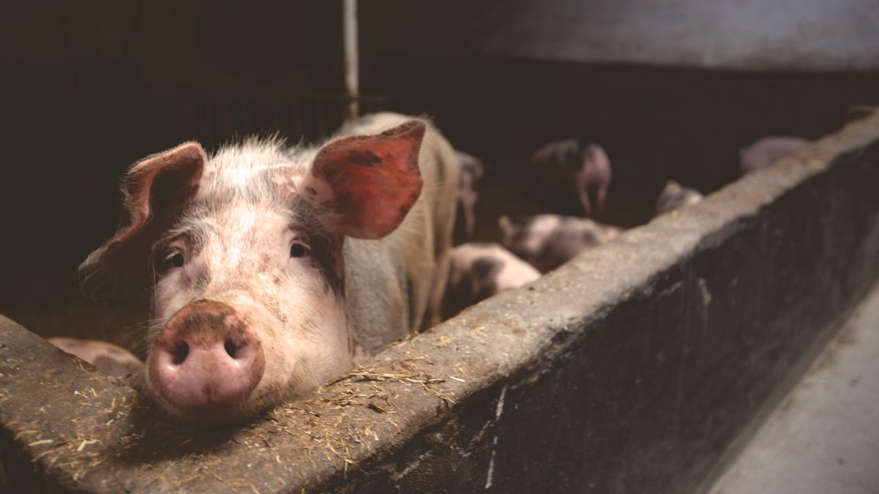 Focar de pestă porcină la o fermă din Olt. 11.500 de animale au fost sacrificate