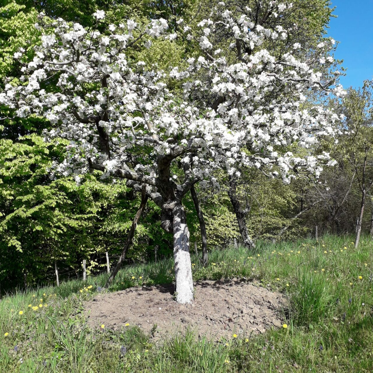Cu ce trebuie STROPIȚI pomii fructiferi, în luna aprilie, pentru a avea o recoltă bogată la toamnă