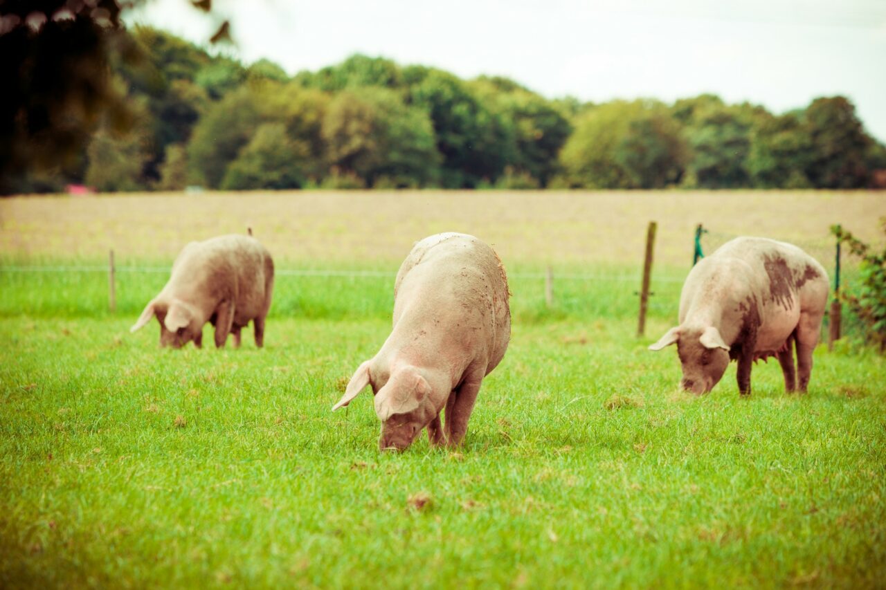 Unde se află satul care DUHNEȘTE puternic, iar oamenii au probleme serioase de sănătate, din cauza unei ferme de porci. Problemele au început în 2021
