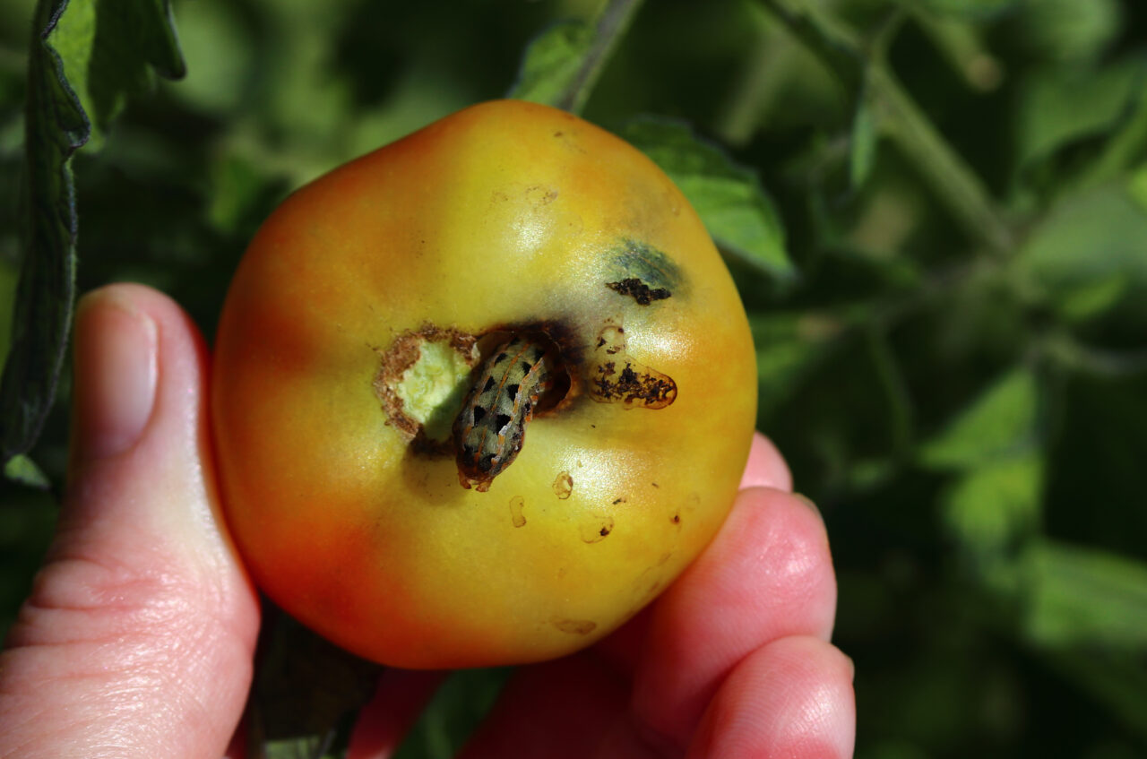 Salvează-ți ROȘIILE de dăunători cu o armată de insecte carnivore. Este o soluție mai ingenioasă decât pesticidele