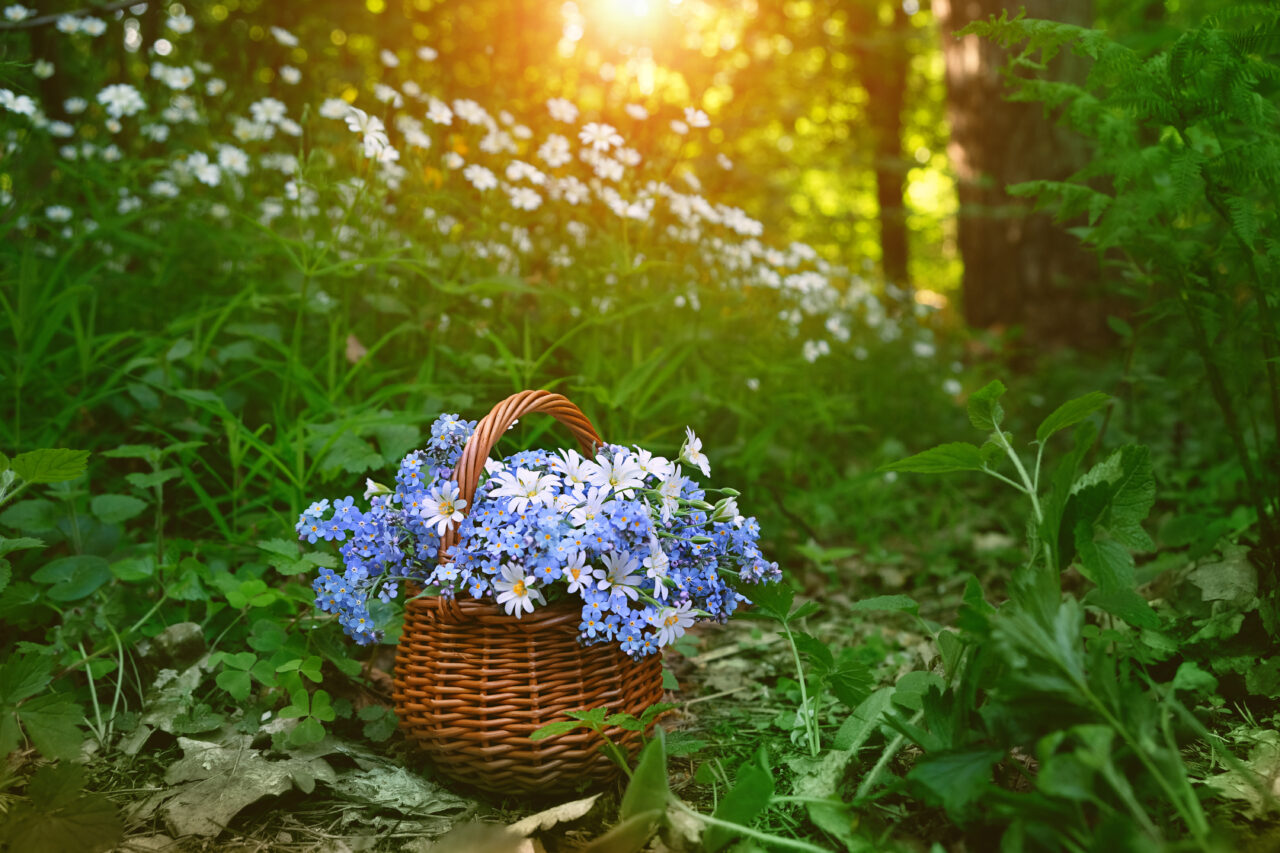Prognoza meteo pentru următoarele 4 săptămâni. Cum va fi vremea de Florii