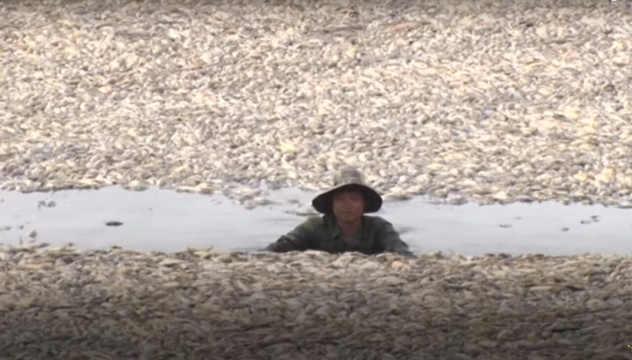 VIDEO | Sute de mii de pești mor în Vietnam. Ce cauzează acest dezastru fără precedent