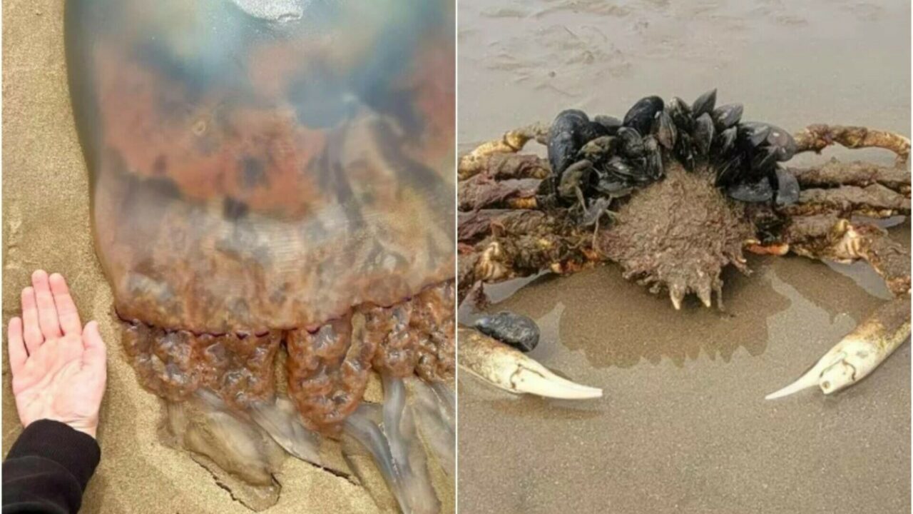 Creaturi URIAȘE descoperite pe o plajă. Turiștii sunt înspăimântați: „Nu mai intru în apă”