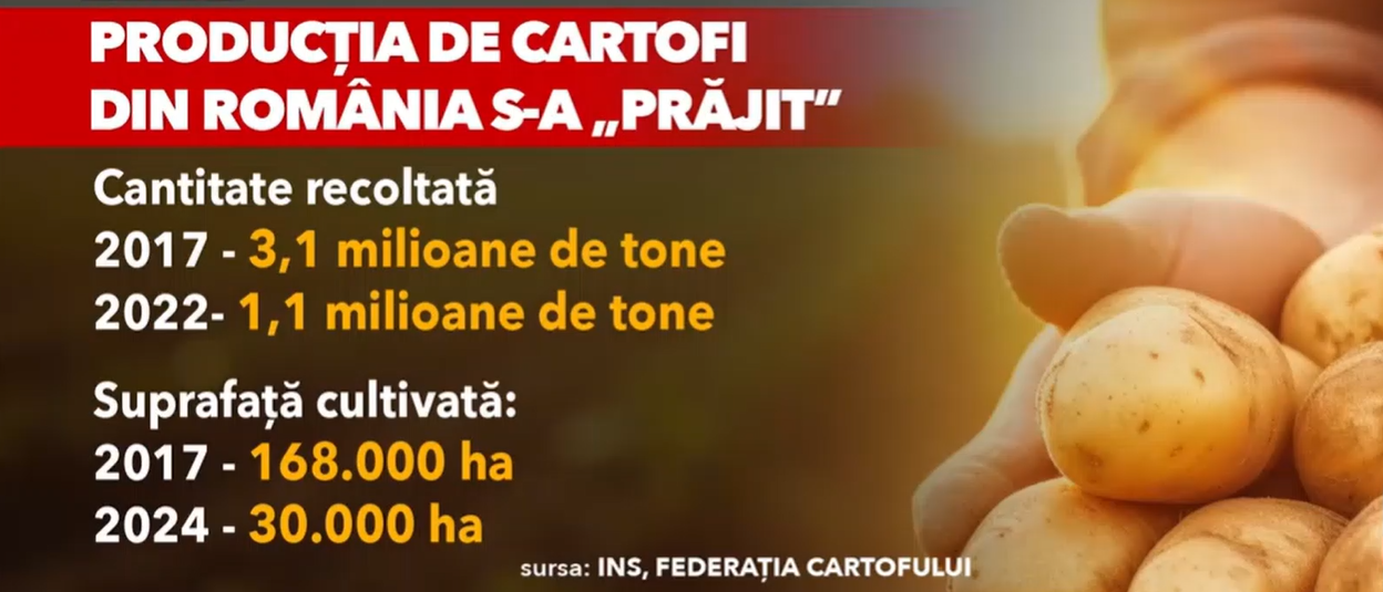 Cartofii, alimentul de bază al românilor, s-a SCUMPIT cu 12% în 6 luni, din cauza importurilor. România, puternic afectată de secetă