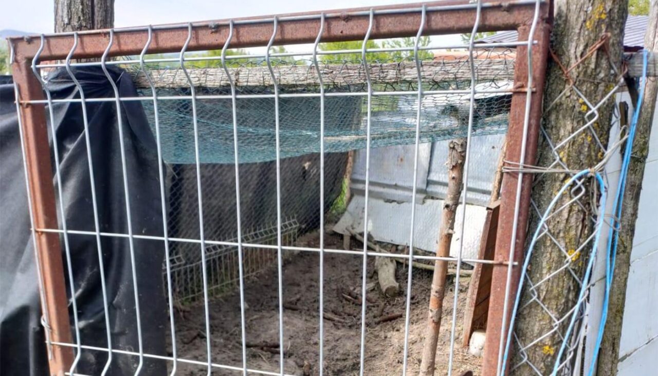 De necrezut ce animal de companie avea un tânăr de 27 de ani din Cluj. A fost amendat cu 1.000 de lei