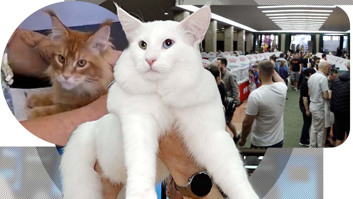 Superbul motan alb Nordri, campion european, și sute de pisici din toată lumea au venit la București. Ce feline pot fi admirate la Salonul SofistiCAT