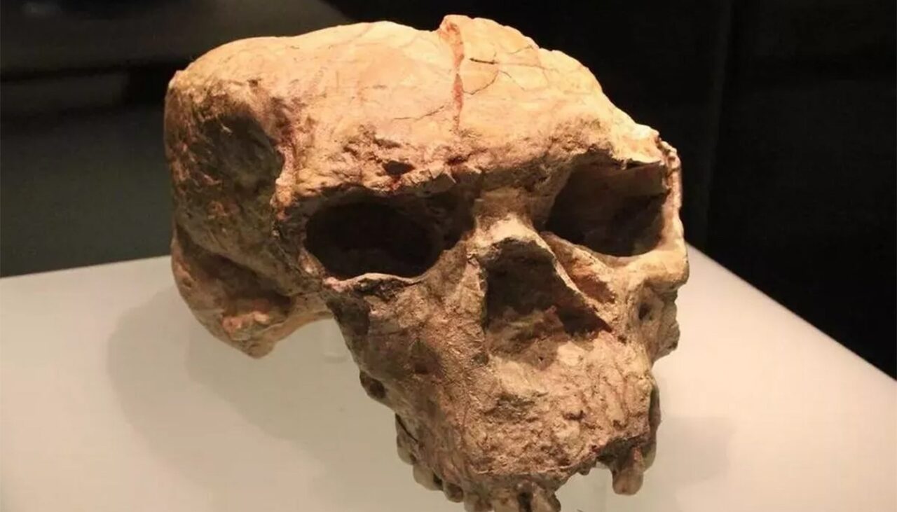 Descoperire UNICĂ în istoria omenirii. Cui aparține, de fapt, acest craniu din urmă cu 1.000.000 de ani