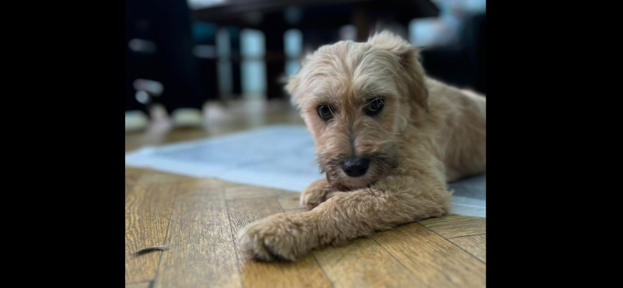 Cel mai mare târg de ADOPȚII canine, organizat în acest weekend, pe Arena Națională