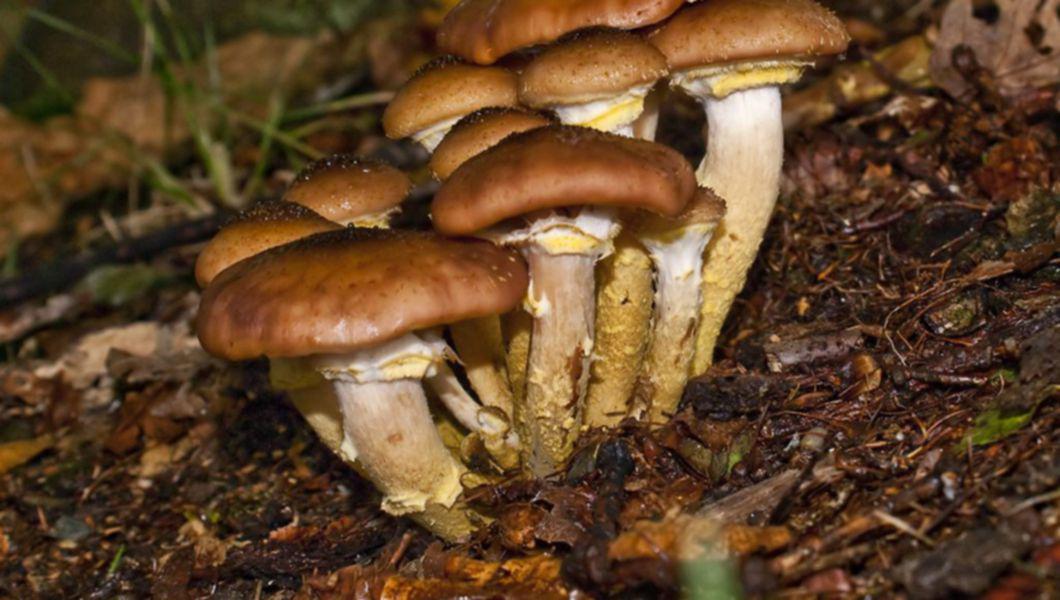 Pericol de intoxicație cu CIUPERCI în Gorj: Primele cazuri la Spitalul Județean de Urgență din Târgu-Jiu