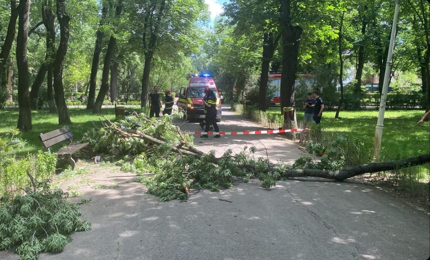Un copac s-a prăbușit peste o tânără aflată în scaun cu rotile în Parcul Bazilescu. PNL Sector 1 acuză administrația condusă de Clotilde Armand
