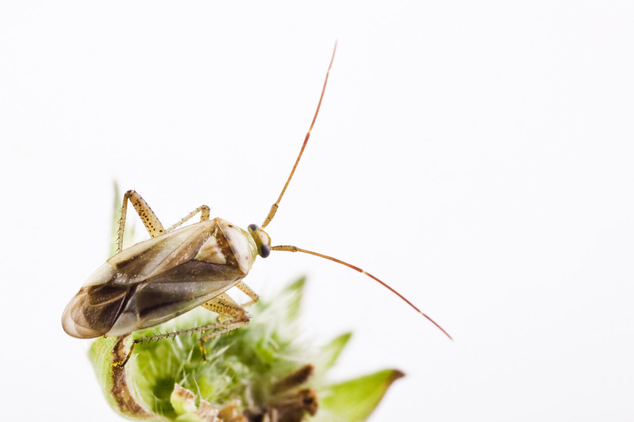 Agricultorii au mari probleme cu o INSECTĂ care poate distruge culturi întregi și este greu de combătut