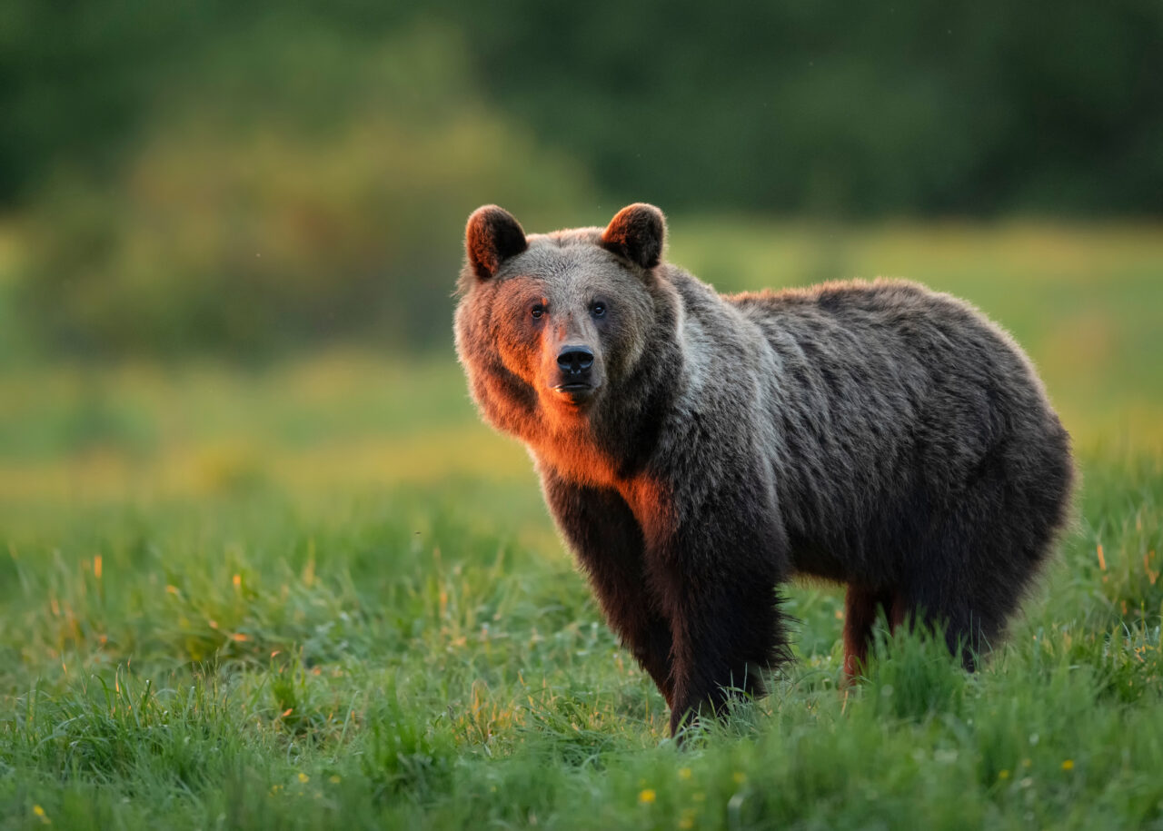 CONTROVERSE după ce trei urși au fost împușcați în Harghita pentru că erau un pericol pentru oameni. Viceprimar: „Mama lor i-a crescut cerșetori”