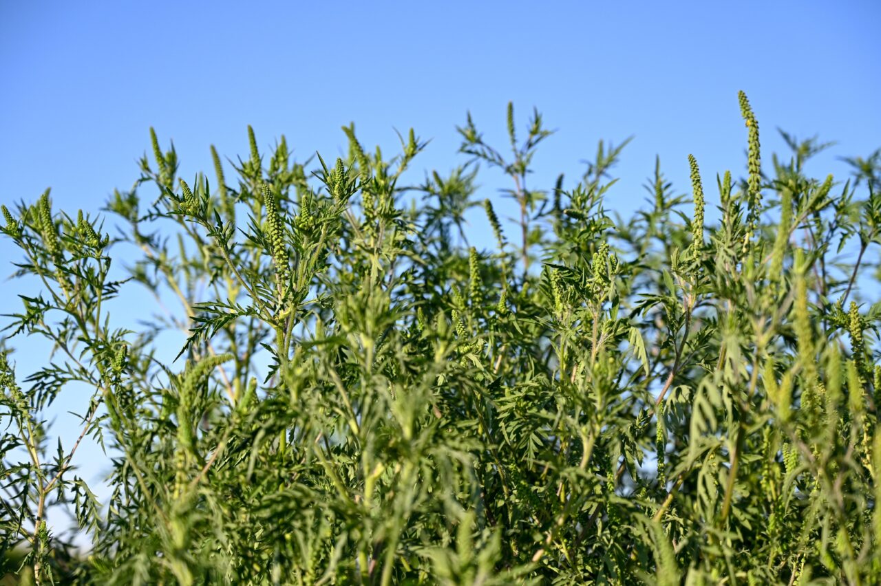 Cum arată ambrozia, planta care te poate îmbolnăvi GRAV