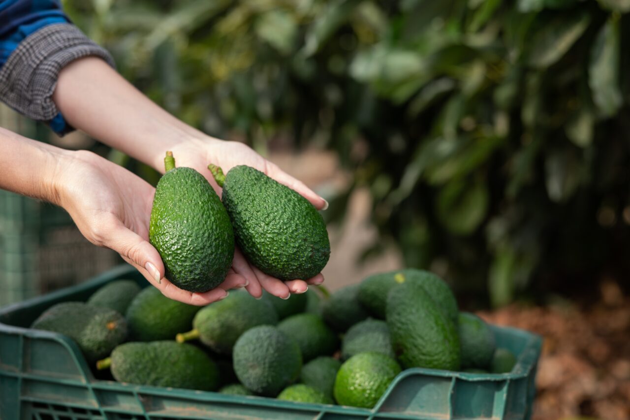 Cum păstrezi proaspăt un AVOCADO. Acest truc menține fructul perfect pentru mai multe săptămâni
