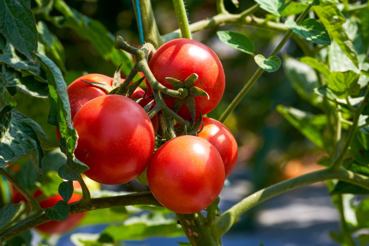 GHID PENTRU FERMIERI: Sfaturi pentru cultivarea roșiilor de calitate