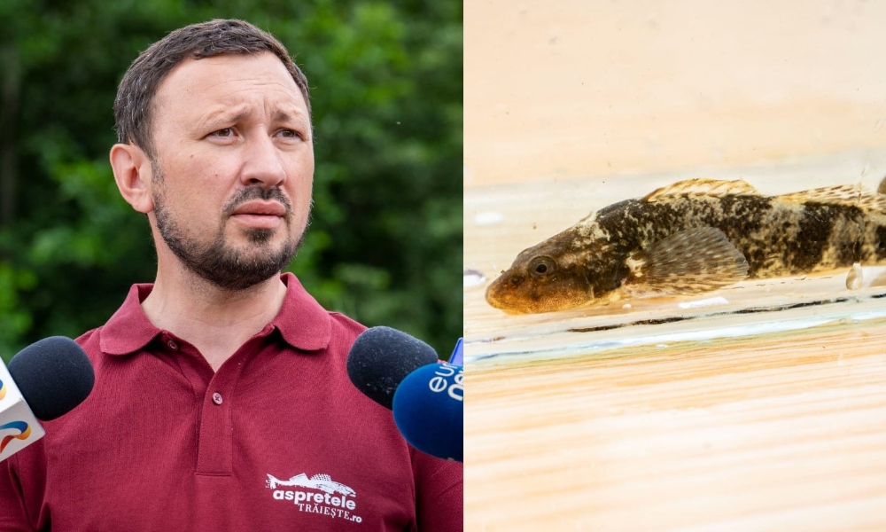 Ministrul Mediului, despre cel mai rar pește de apă dulce, regăsit doar în România: „Aici, în râul Vâlsan, este SINGURUL loc unde mai poate fi văzut!”
