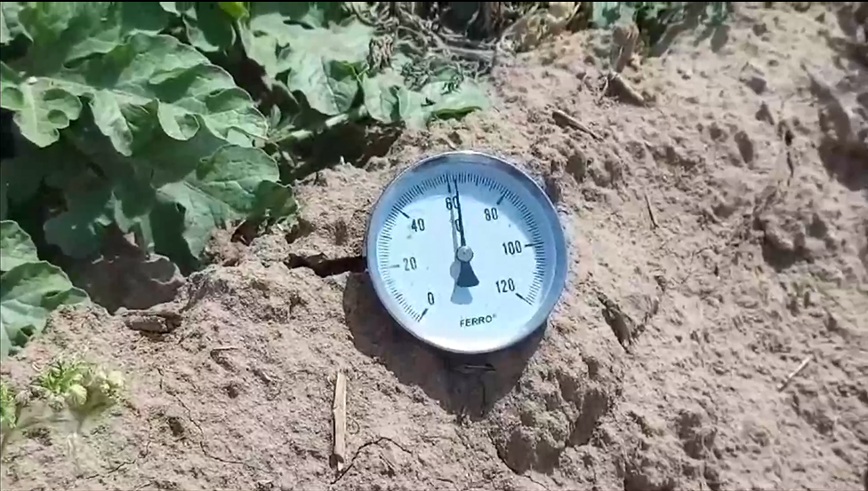 Este cod roșu de CANICULĂ în județul Dolj, iar producătorii de pepeni acoperă lubenițele cu iarbă ca să nu fie distruse de căldura excesivă