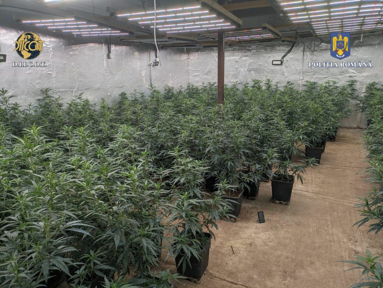 Grupare de TRAFIC de cocaină și cannabis, descoperită în Dâmbovița. Drogurile erau cultivate într-o clădire din orașul Pucioasa