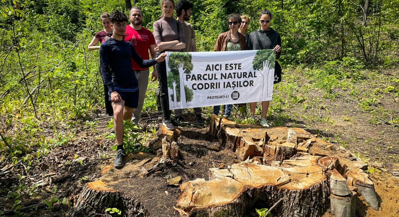Arbore bătrân de 300 de ani, TĂIAT pentru lemn de foc / Marş pentru protejarea pădurilor, organizat la Iaşi