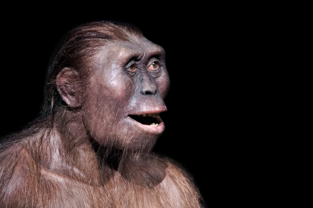 Cauzele extincției Australopitecilor și cauza morții lui Lucy. Cum au dispărut primele primate BIPEDE