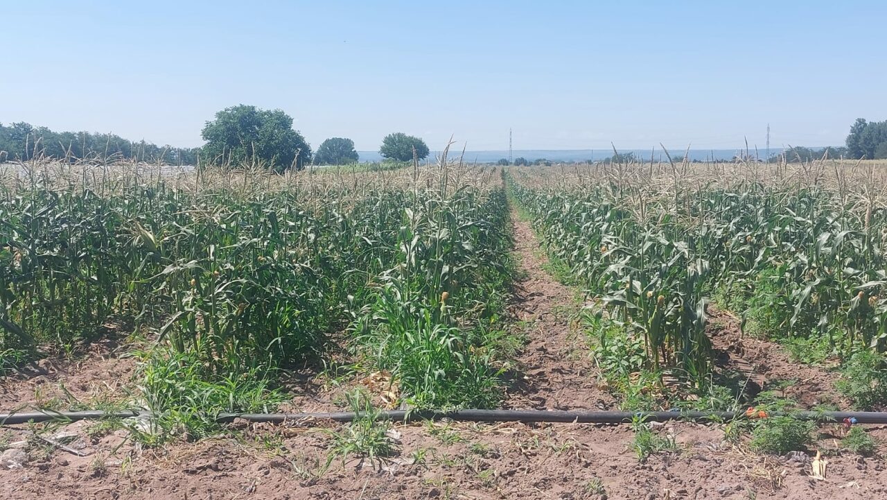 Pepenii de Dăbuleni, înlocuiți cu porumbul zaharat