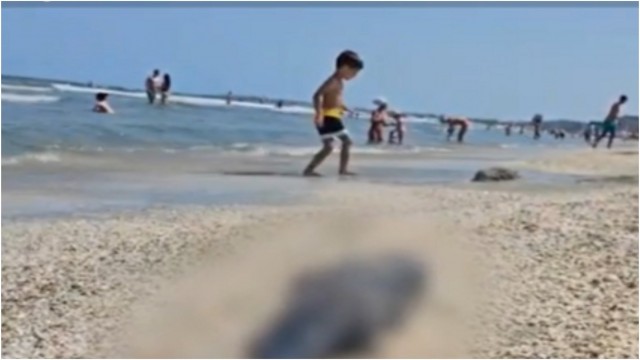 Marsuin MORT, descoperit de turiști pe o plajă din Năvodari. Medic veterinar: „Sunt des surprinşi în plasele pescarilor”