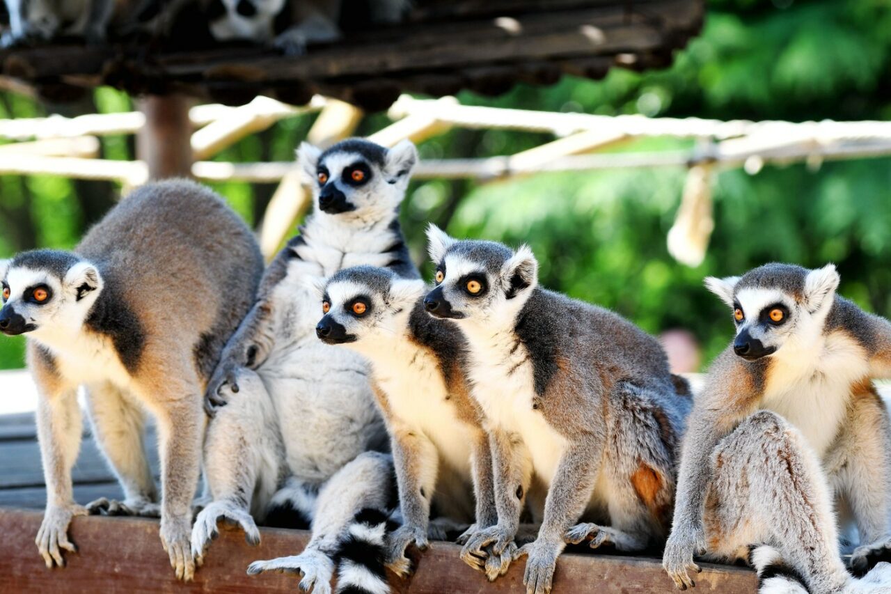 Un tânăr a furat un lemur  de la Grădina Zoologică din Călăraşi. Cum l-au găsit polițiștii