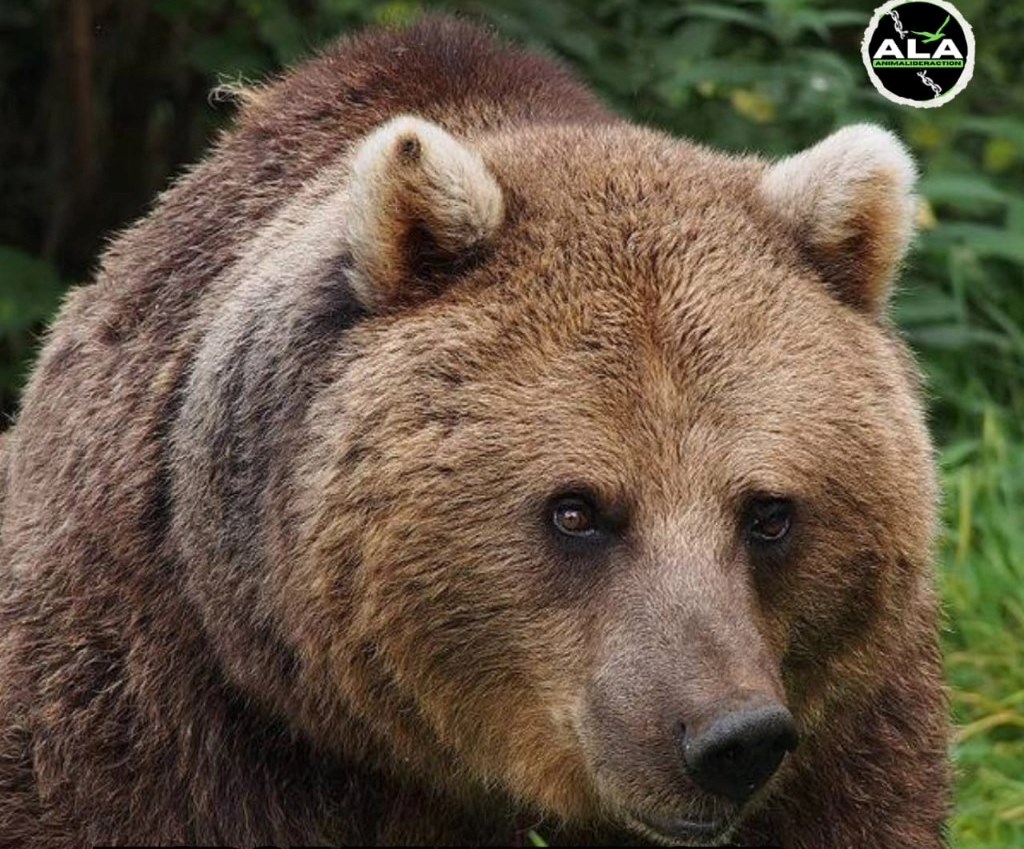 Italia vrea să trimită în România exemplarul de URS care a atacat un turist/Ordinul de împușcare a animalului, suspendat de instanță