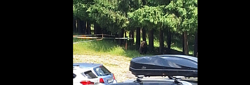 Un urs a fost văzut pe un traseu din munții Ciucaș / Salvamont: „Este atras de gunoaiele lăsate în pas și NU ARE FRICĂ de om”
