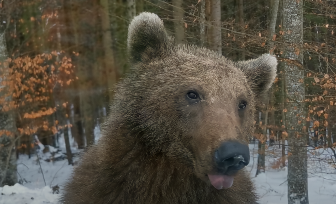 Urs semnalat în Parcul Central din SINAIA. Cum a reacționat o turistă după ce l-a fotografiat
